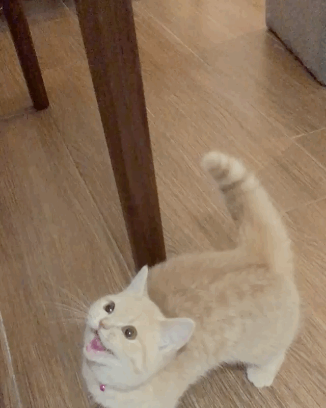 壁纸 动物 狗 狗狗 640_800 竖版 竖屏 手机 gif 动态图 动图