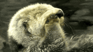 正在午睡的小水獭被戳醒了,