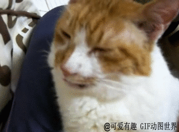 晚安鼻涕猫 - 步行街主干道 - 虎扑社区