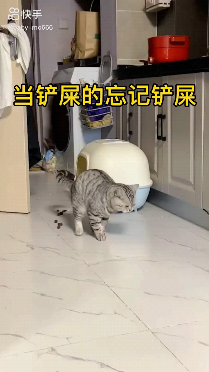 佳人们这只猫咪怎么胡乱拉屎