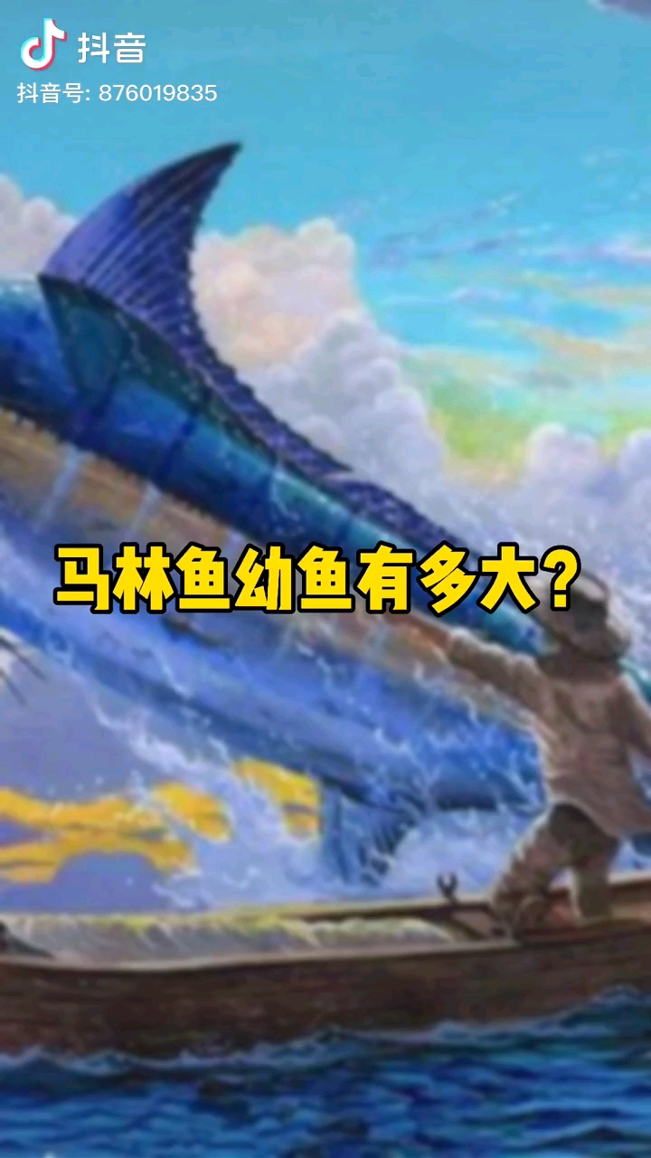 老人与海里面鱼的原型马林鱼幼鱼有多大