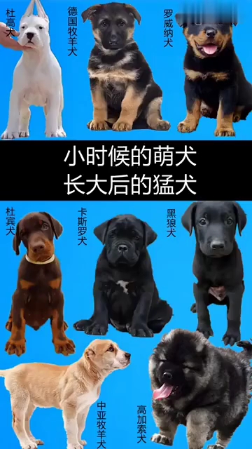 世界名犬图鉴感觉我还是喜欢德国黑背