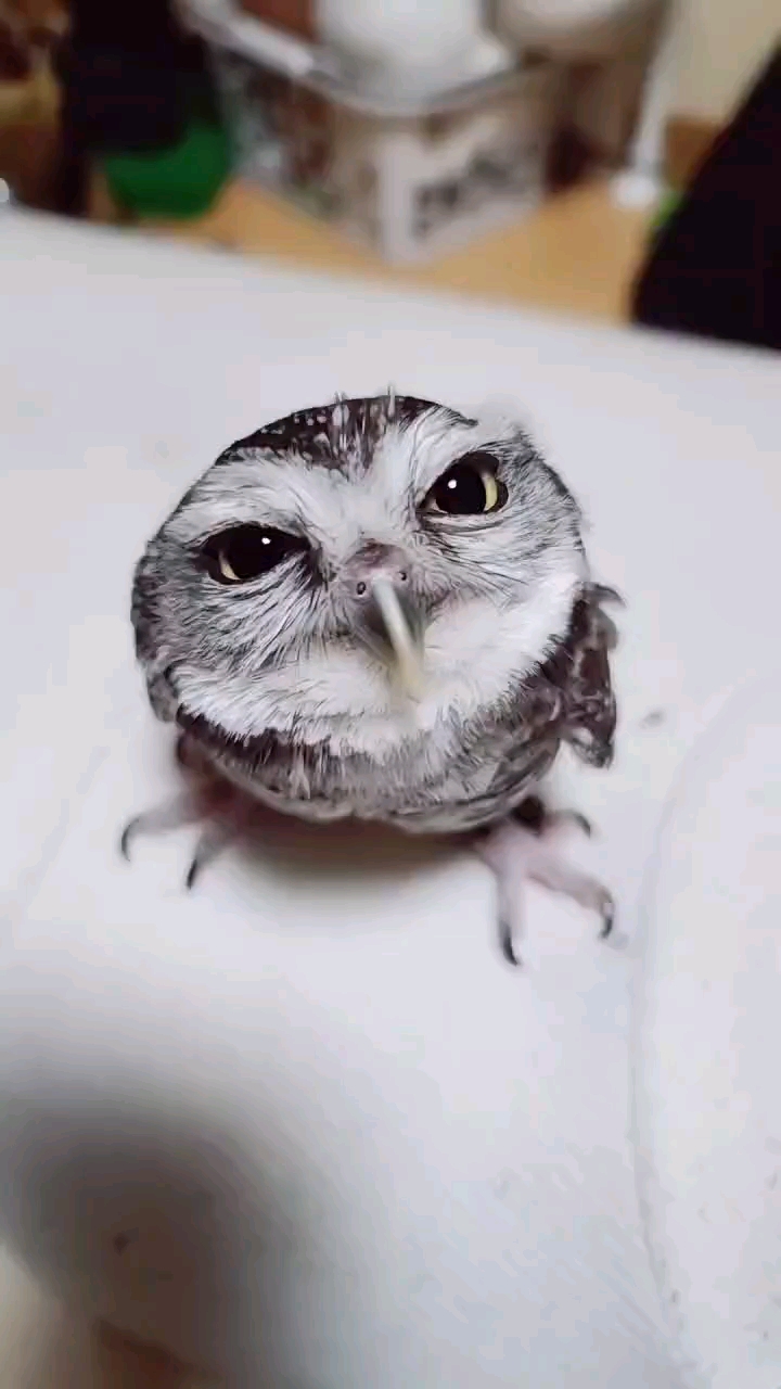 想养一只猫头鹰吗