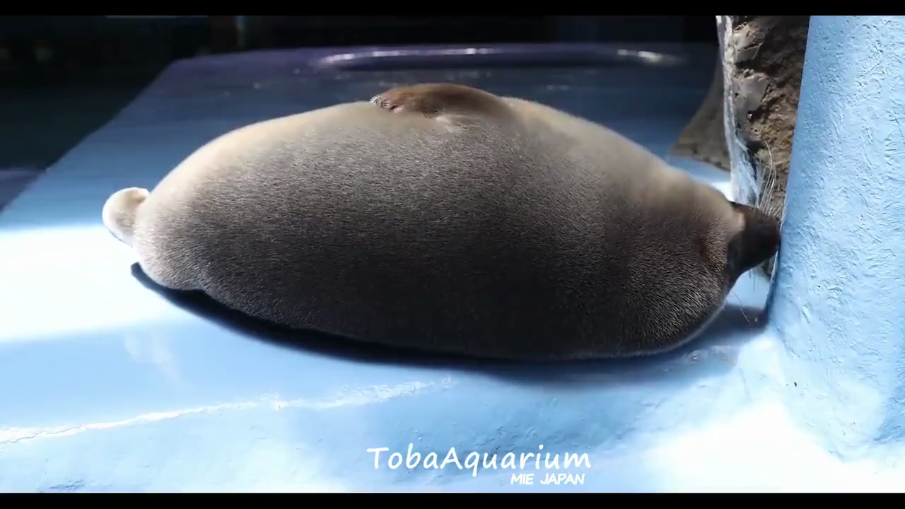 打击豹腹瞧我这豹脾气