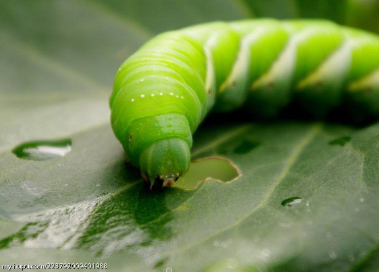 大家的家乡有哪些颠覆大家固有印象的美食呢?