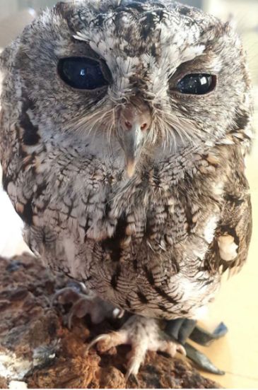 美国巨角鸮眼里有着一片深邃的宇宙,因此它的瞳孔被命名为「宙斯」.