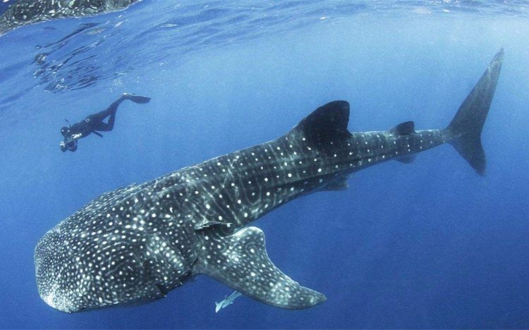 社区 步行街主干道还有这条斑点鱼.