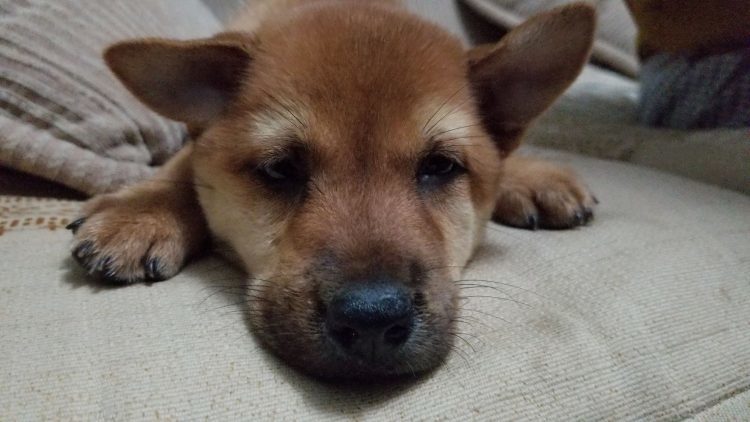 我有个朋友问,这个三千块买的柴犬是真柴吧