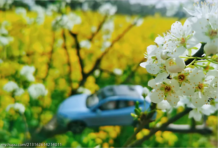 微缩世界 莺解语 花无数 三月春日中的sf5 旅游区 虎扑社区