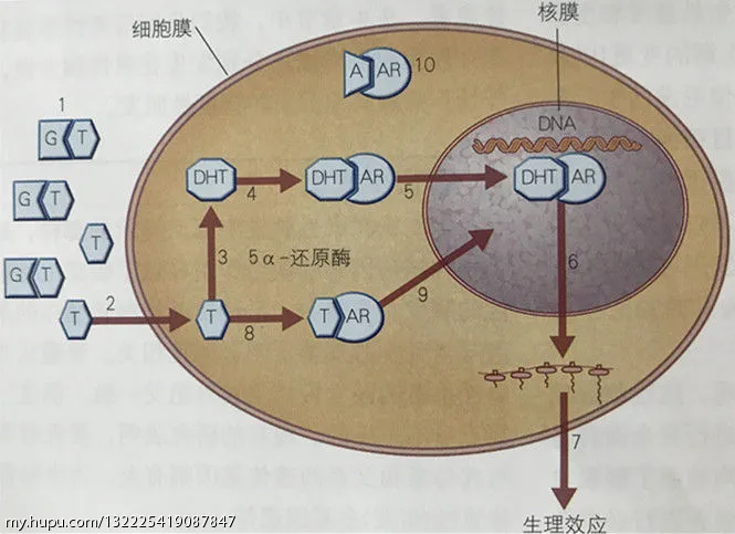虎扑社区