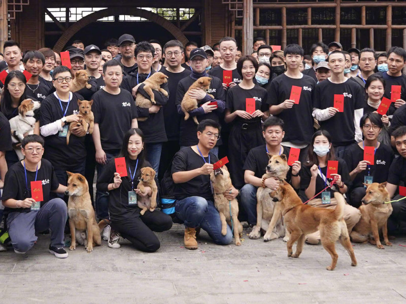 电影资讯 中国版 忠犬八公 犬八公演员是中华田园犬 虎扑