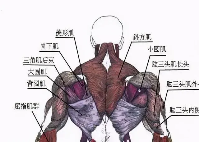 器械绑带怎么用3、选购助力带要考虑哪些因素_https://www.jmylbn.com_新闻资讯_第3张