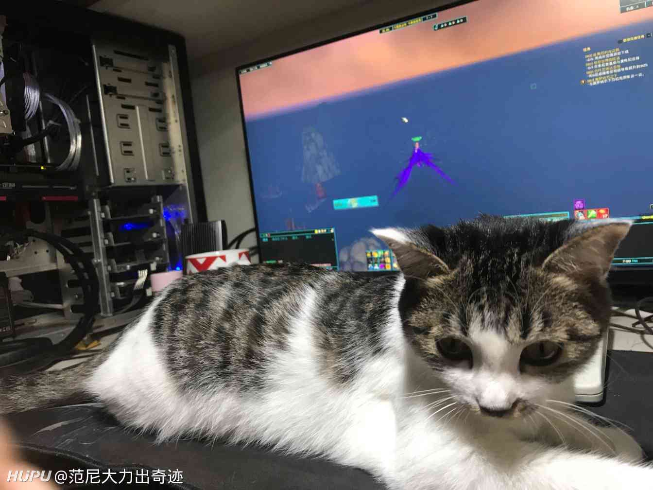 大家来晒下自己玩电脑的时候猫咪都在干嘛