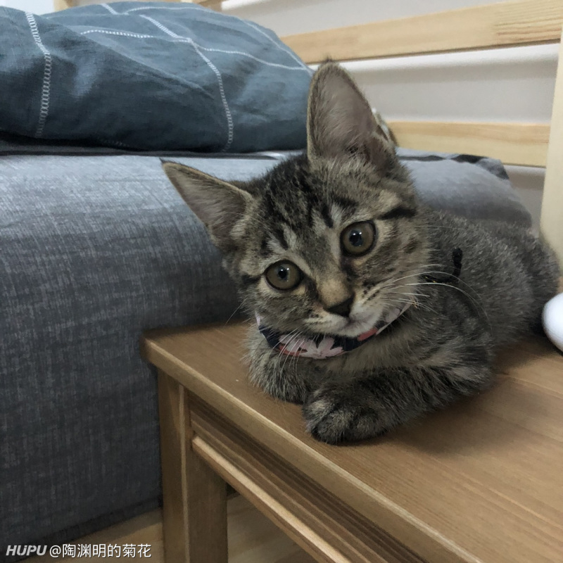 抱养的三个月大的小狸花猫瞳孔一大一小怎么回事 虎扑