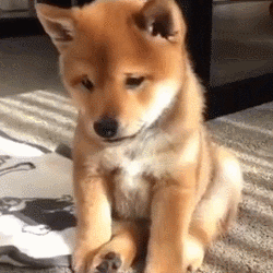 250_250gif 动态图 动图