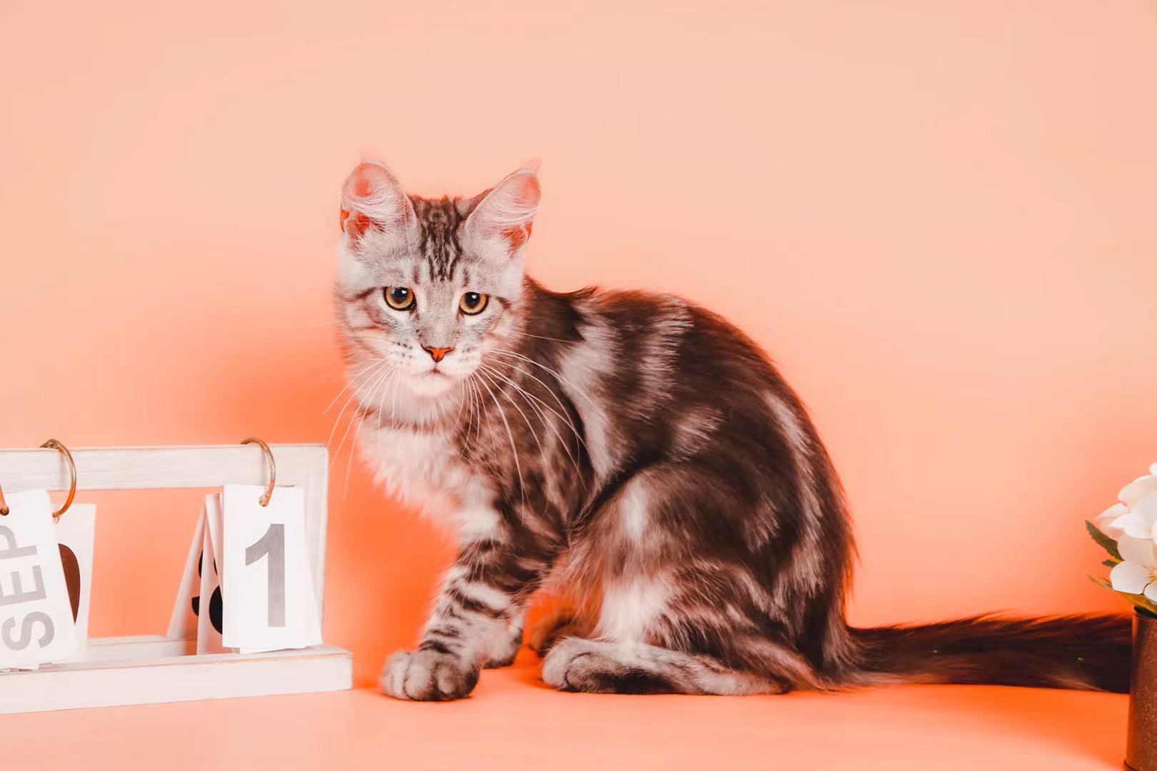 新养的一只小缅因第一次拍艺术照颜值还是很能打呢