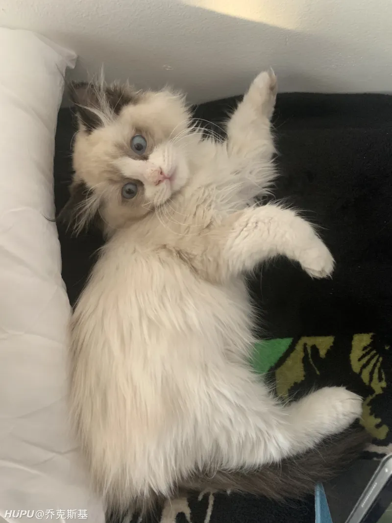 要是没有猫子 我可能已经在家憋疯了 步行街主干道 虎扑社区