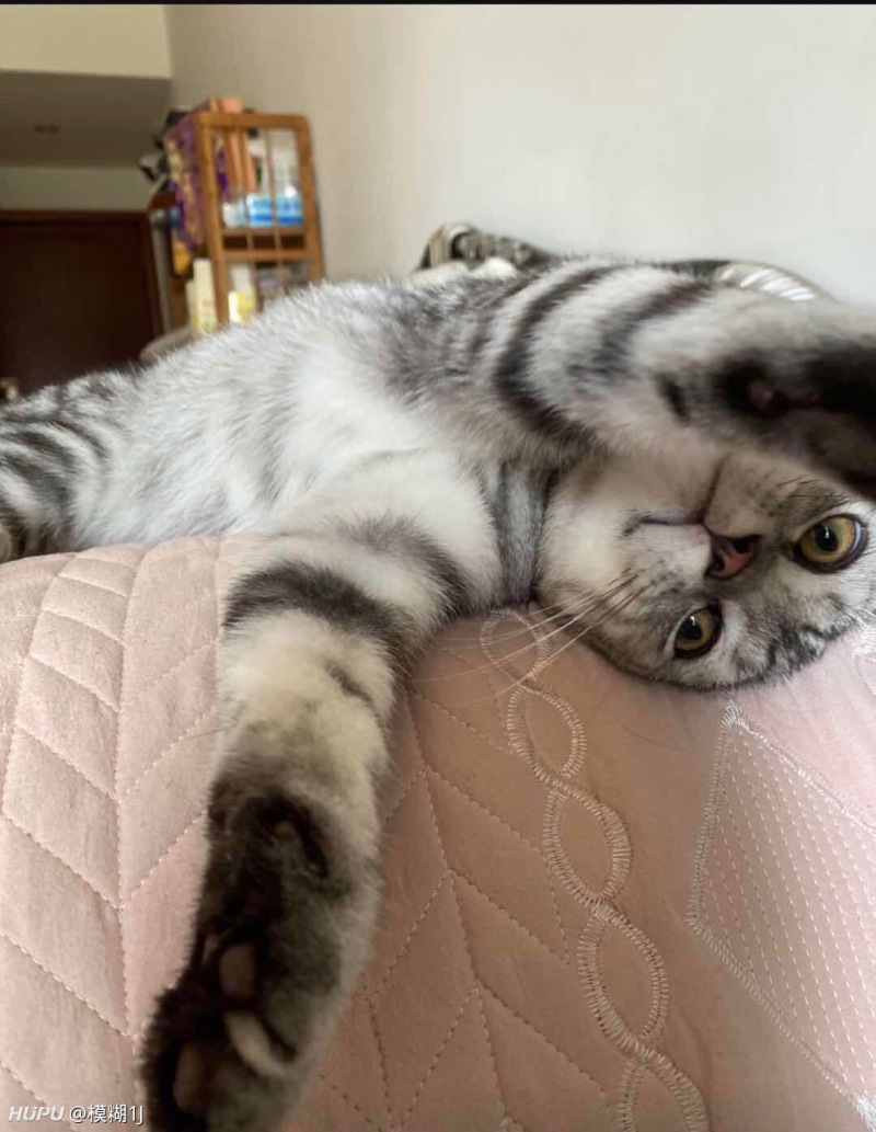 有兄弟在样矮脚猫嘛 虎扑