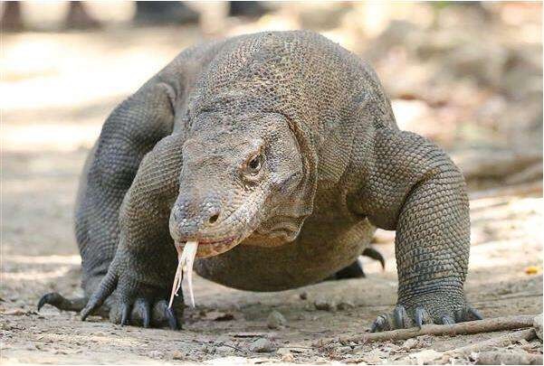 把眼镜王蛇,科莫多巨蜥,尼罗鳄放在一起,谁能活到最后?