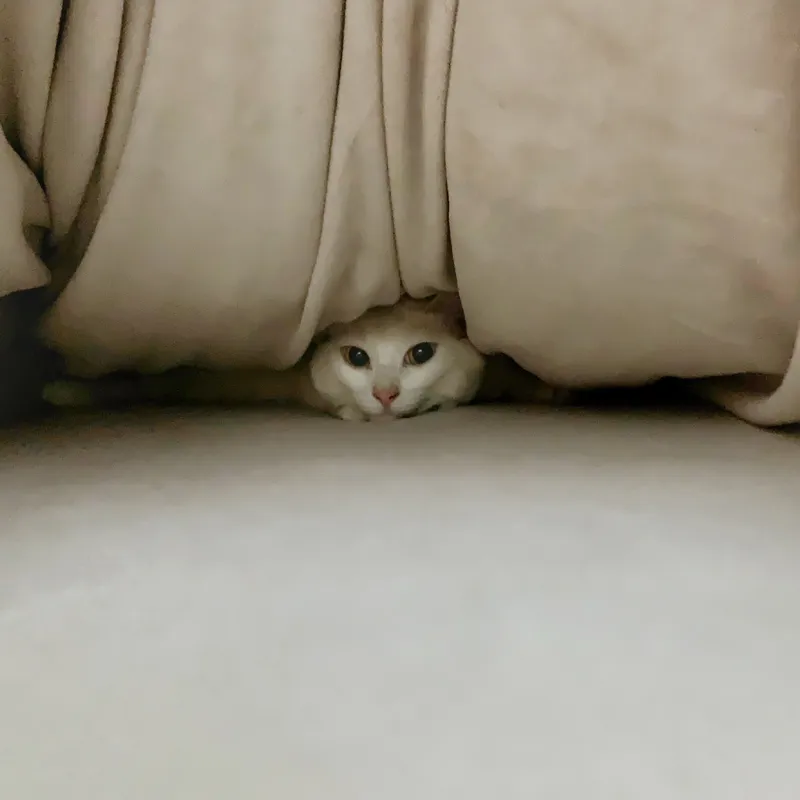 求问各位jrs家中养猫的话有什么有效的驱蚊手段吗 被蚊子叮得受不了了