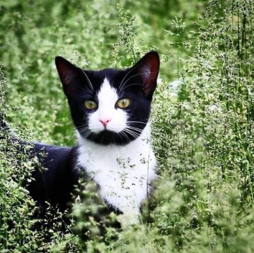 我家的吊面猫颜值有三分么?