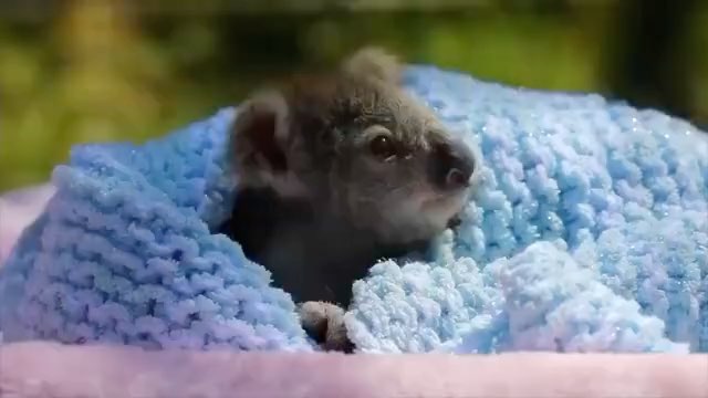 刚出生的考拉宝宝实在是太可爱了心都要被它融化了