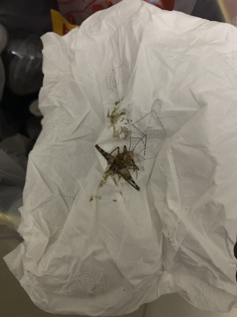 家里进了虫子了,有谁知道这是什么虫子?