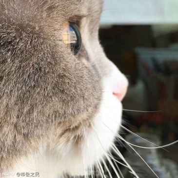 求一张猫咪的侧面图