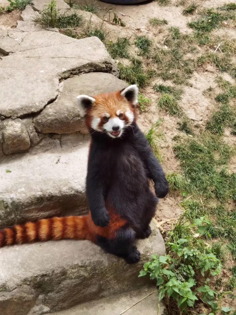 峨眉山金顶首次拍到小熊猫这镜头感什么水平
