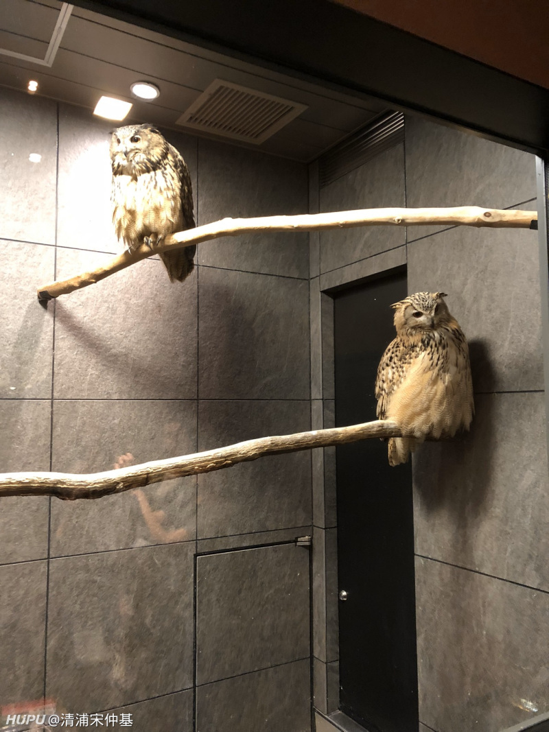 更一下之前去的亚洲top5餐厅东京龙吟 虎扑