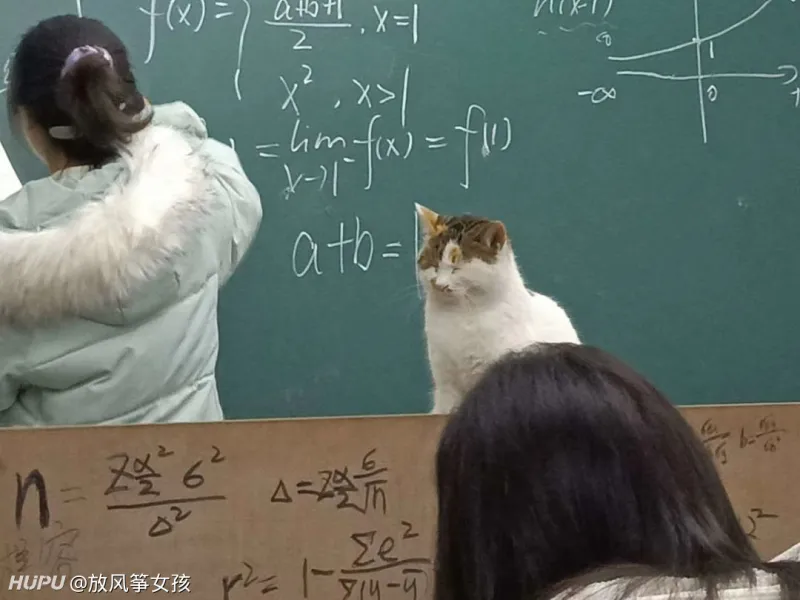 我们学校的猫来了我们自习室 听了微积分后 猫猫困了 步行街主干道 虎扑社区