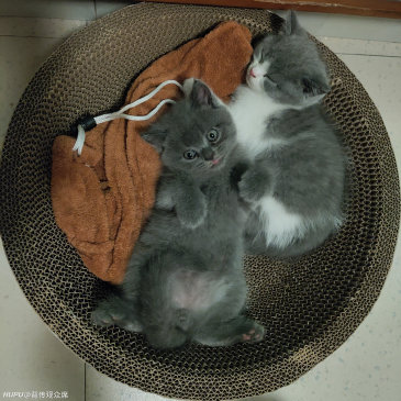 家里的猫猫生宝宝 当主人的我间接性害死了三个宝宝 虎扑