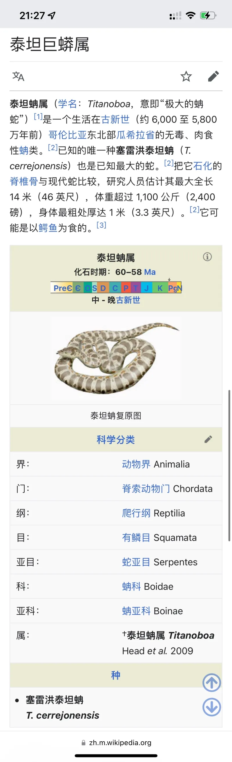 亚马逊森蚺一胎达七十条左右.