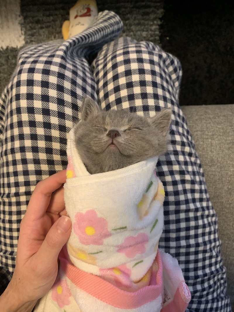 西安有想养猫的jr么 虎扑