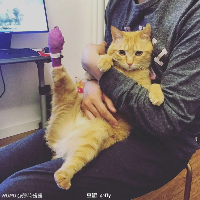 求猫猫乖乖被摸蛋蛋的动图！