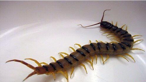 大家觉得哪种昆虫体积和人一样大可以硬钢熊 虎扑