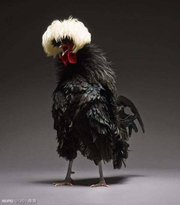 求kunkun一个黑色公鸡的图片,谢谢各位jrs