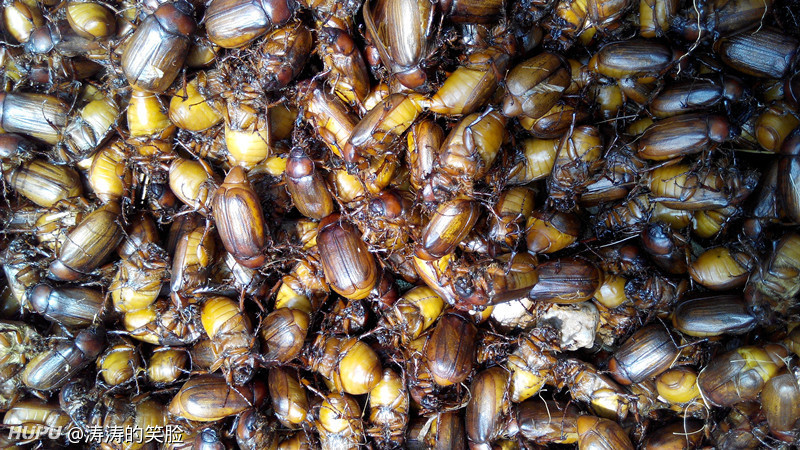 大家喜欢吃金龟子吗?俗称木糊虫