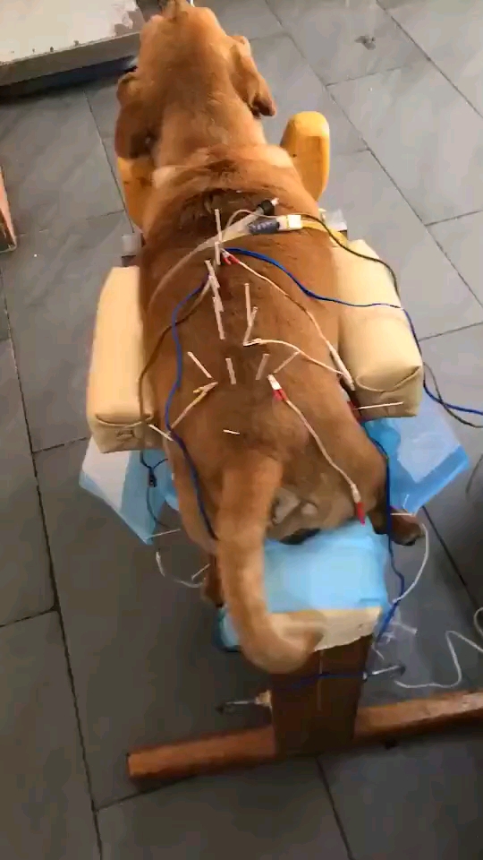 中医针灸治疗瘫痪狗狗