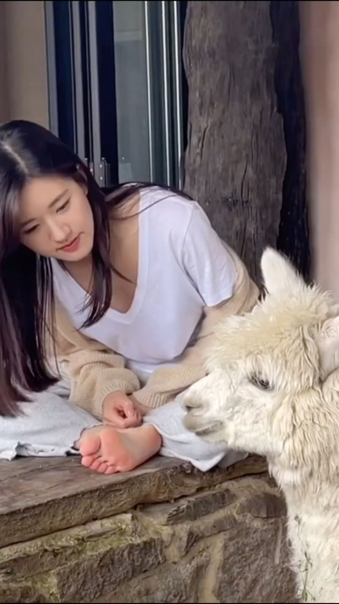 赵露思把脚伸给羊驼闻羊驼这jio什么味呀