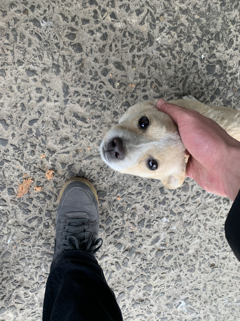 被幼犬抓破皮没出血需要打针吗 虎扑