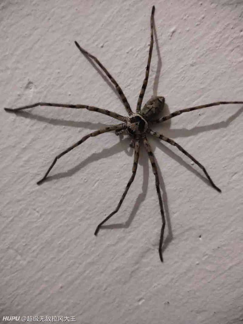近距离拍摄,野生蜘蛛这么大你怕不怕?