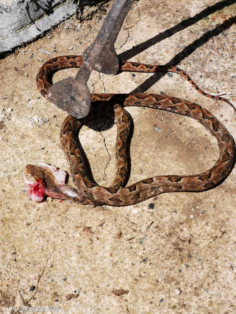 刚刚家里柴房发现的蛇,是什么蛇?