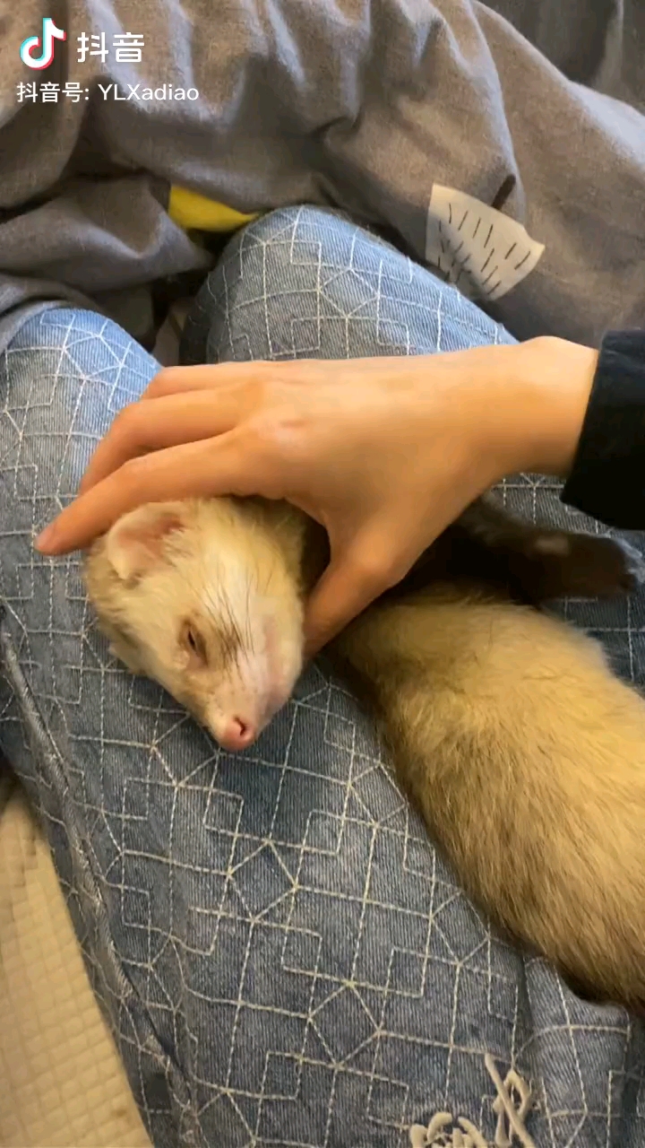 睡觉姿势这么萌的雪貂你确定不来一只