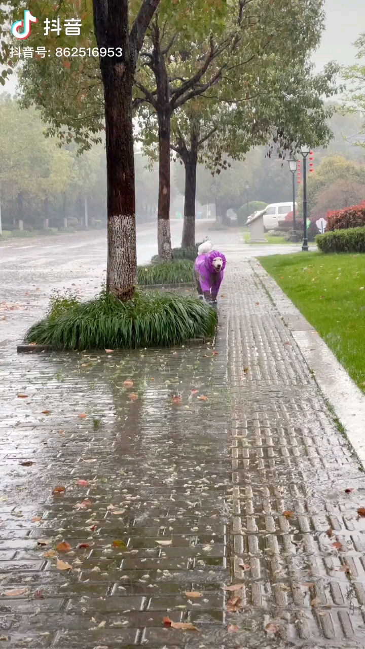 下雨天遛狗魂风雨无阻铲屎官httpsvdouyincomel3