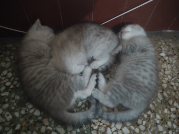 家里的猫猫生宝宝 当主人的我间接性害死了三个宝宝 虎扑 家里的猫猫生宝宝 当主人的我间接性害死了三个宝宝 虎扑