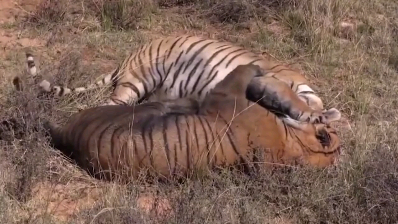 两只斑斓猛虎打架可太凶了怕怕