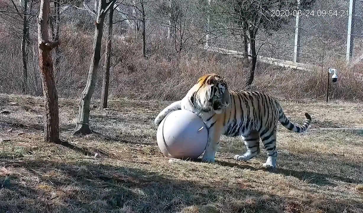 体重超过350kg的东北虎这不比狮子厉害