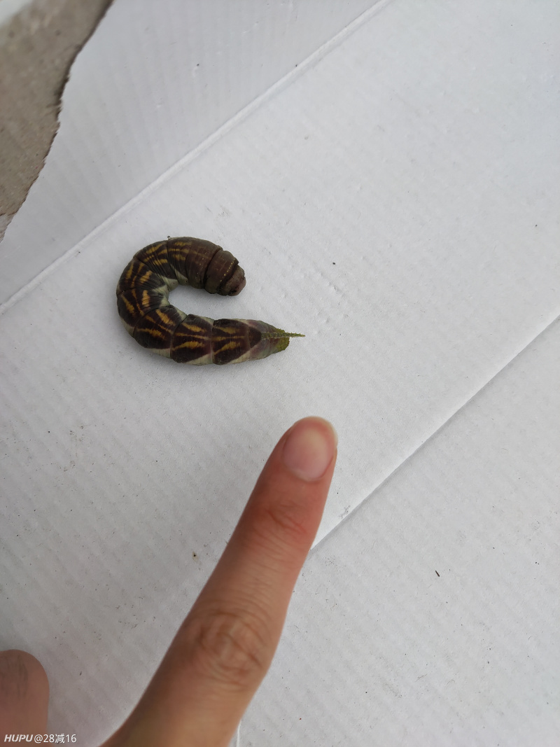 不懂就问,这是啥大虫子(不是水浒那种大虫)