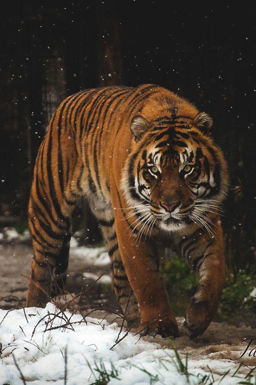 10只藏獒和1只东北虎关在一起 老虎能坚持多久 虎扑